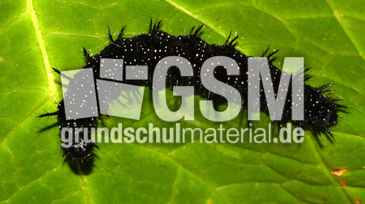 Tagpfauenauge-Raupe (4).jpg